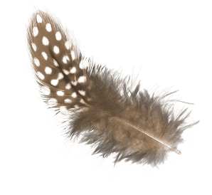 FEATHER_08